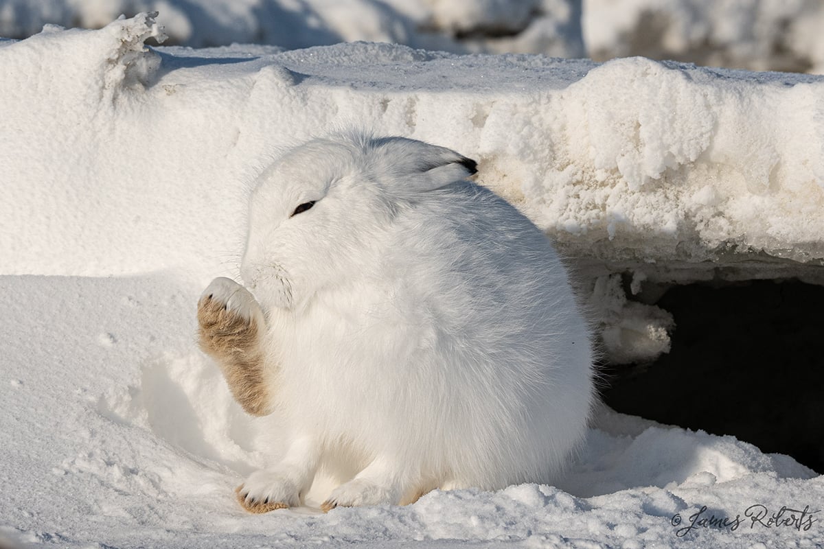 2-Polar-Bear-Fly-In-Migration-Arctic-northern-rabbit-bunny-hare-Private-Journey-Arctic-Polar-Adventure-Arctic-Kingdom