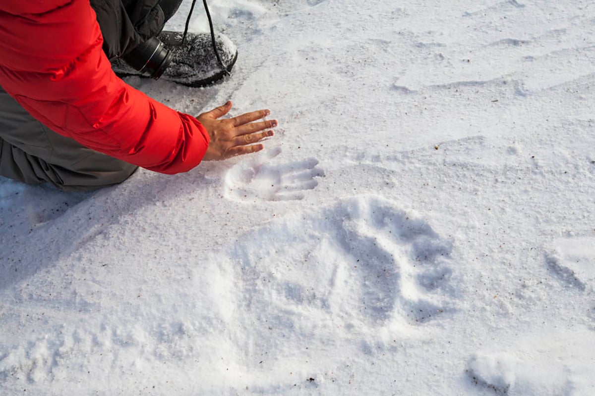 4-Polar-Bear-Fly-In-Migration-Bear-Tracks-versus-Human-Hand-In-Snow-Private-Journey-Arctic-Polar-Adventure-Arctic-Kingdom