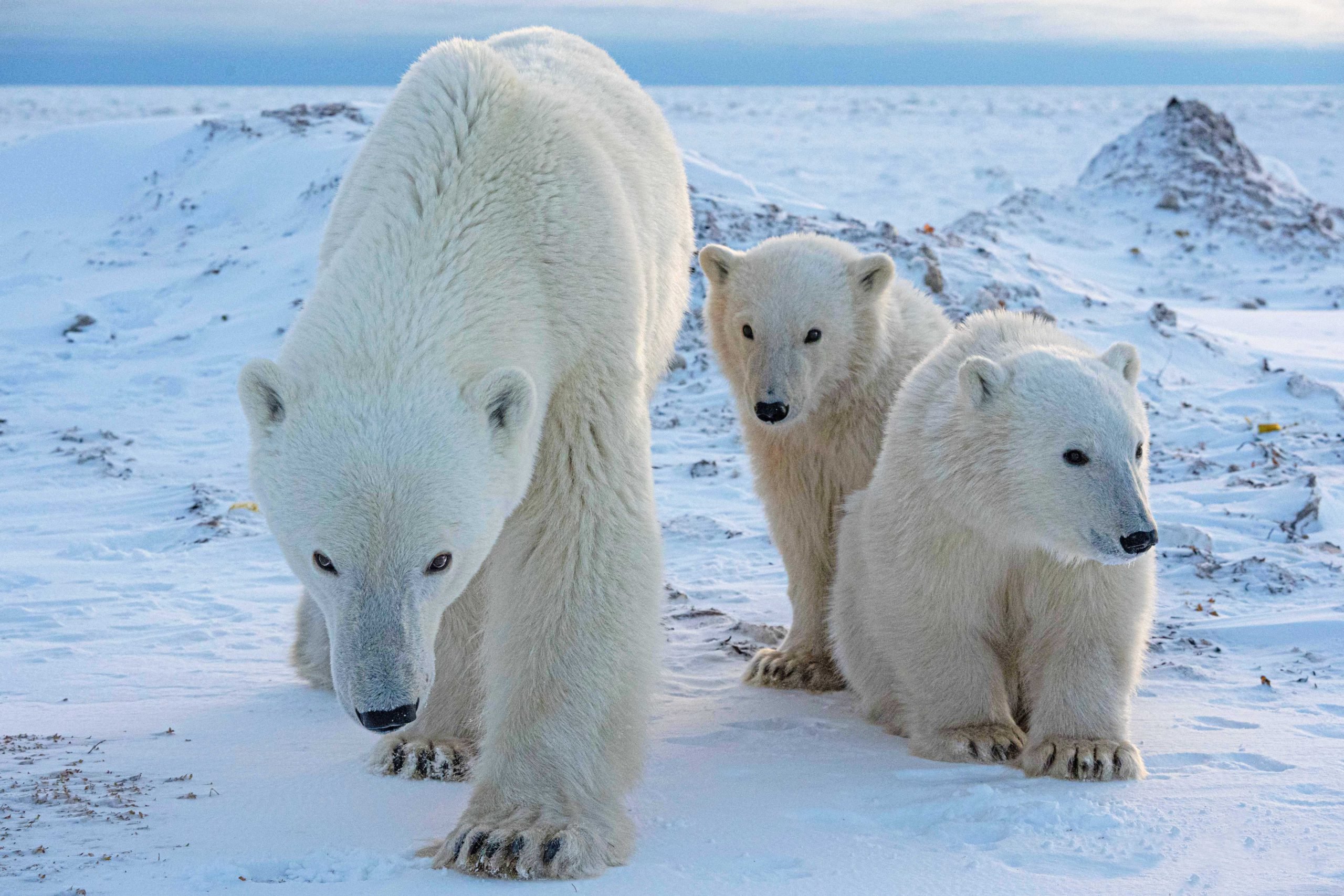 5-Polar-Bear-Fly-In-Migration-Best-Mother-Polar-Bear-and-Cubs-at-dusk-Private-Journey-Arctic-Polar-Adventure-Arctic-Kingdom-scaled