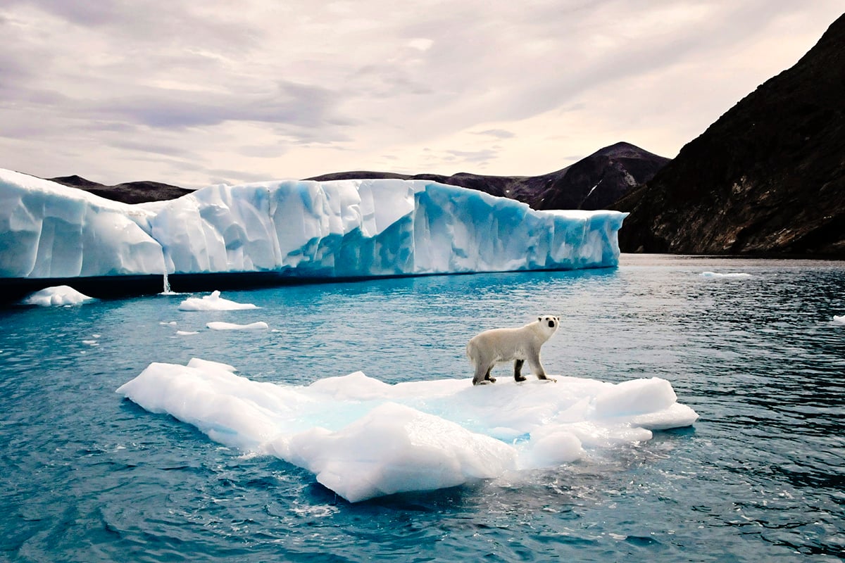 1-Grizzly-and-Polar-Bear-Carousel-1-Qik-Polar-Bear-on-iceberg-Private-Journey-Arctic-Polar-Adventure-Arctic-Kingdom