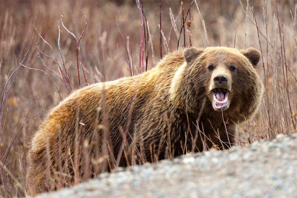 1-Grizzly-and-Polar-Bears-Carousel-2-Grizzly-Bears-Private-Journey-Arctic-Polar-Adventure-Arctic-Kingdom