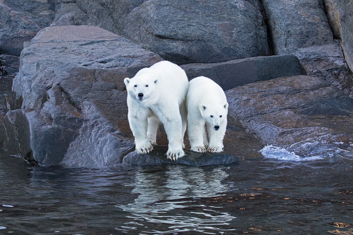 1-Private-Expedition-Home-Polar-Bears-Near-Water-Private-Journey-Arctic-Polar-Adventure-Arctic-Kingdom