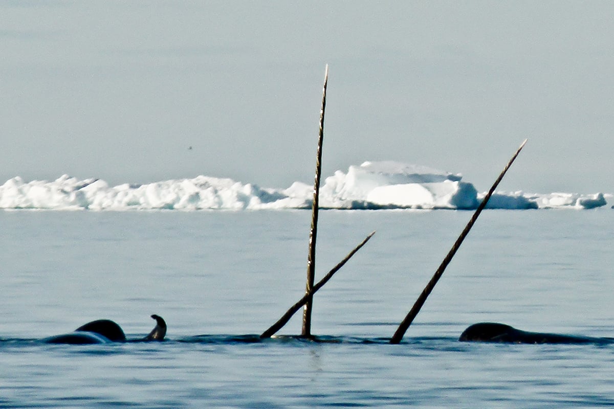 10-Narwhal-and-Polar-Bear-Narwhal-tusks-break-waters-surface-Private-Journey-Arctic-Polar-Adventure-Arctic-Kingdom
