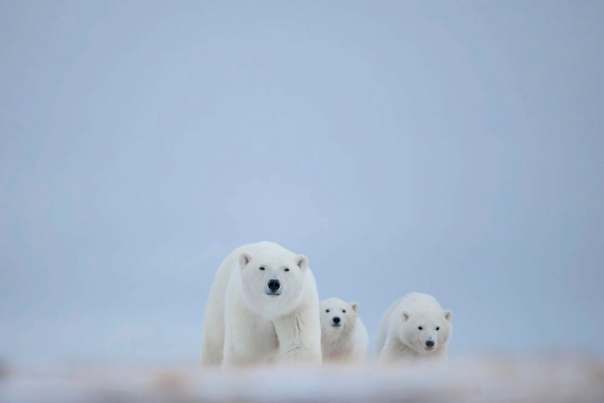 10-Polar-Bear-Fly-In-Migration-Mother-polar-bear-and-her-cubs-walking-head-on-Private-Journey-Arctic-Polar-Adventure-Arctic-Kingdom