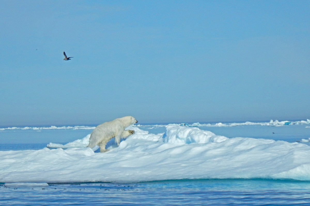 10-Polar-Bears-and-Glaciers-Polar-Bear-On-Ice-Private-Journey-Arctic-Polar-Adventure-Arctic-Kingdom