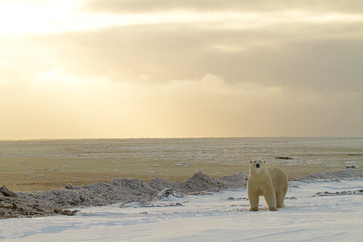 10-Private-Expedition-Home-Polar-Bear-In-The-Sunlight-Private-Journey-Arctic-Polar-Adventure-Arctic-Kingdom