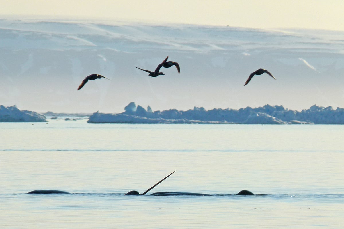 11-Narwhal-and-Polar-Bear-Narwhal-with-birds-overhead-Private-Journey-Arctic-Polar-Adventure-Arctic-Kingdom