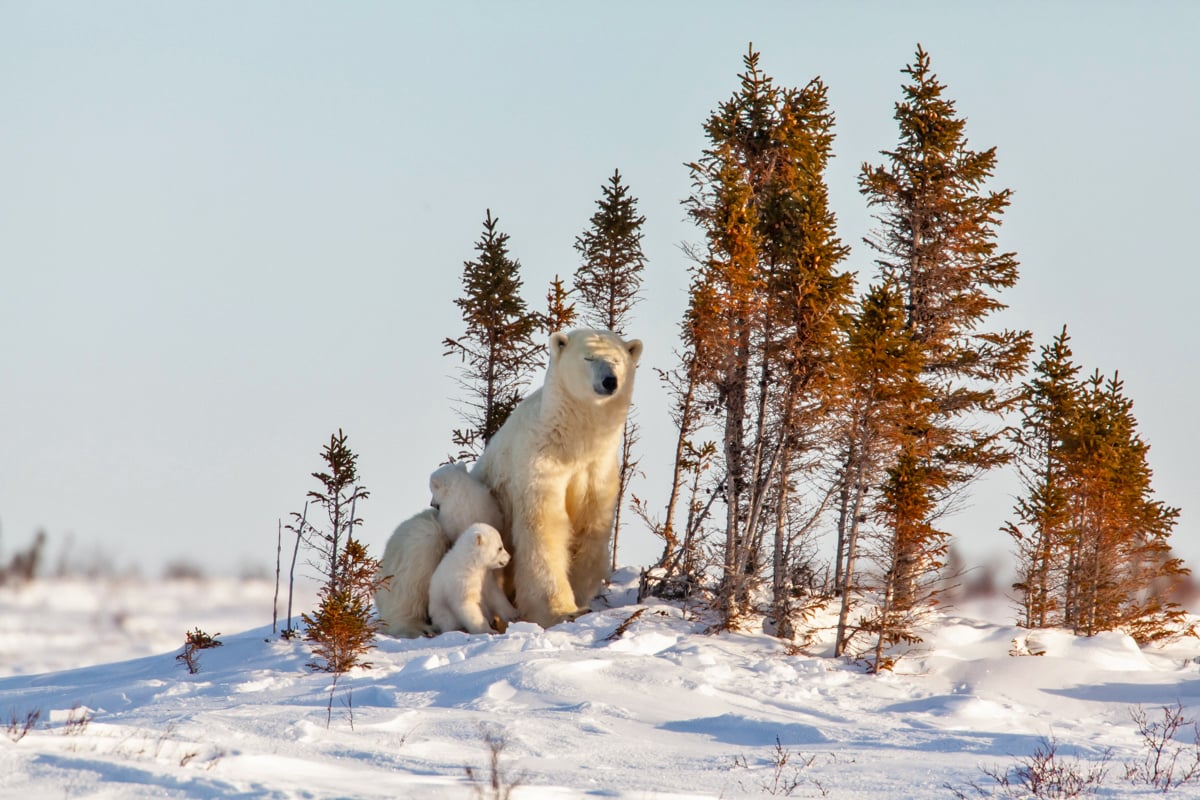 11-Polar-Bear-Mother-and-Cubs-Lodge-Polar-Bear-Cubs-Bask-with-Mother-Private-Journey-Arctic-Polar-Adventure-Arctic-Kingdom