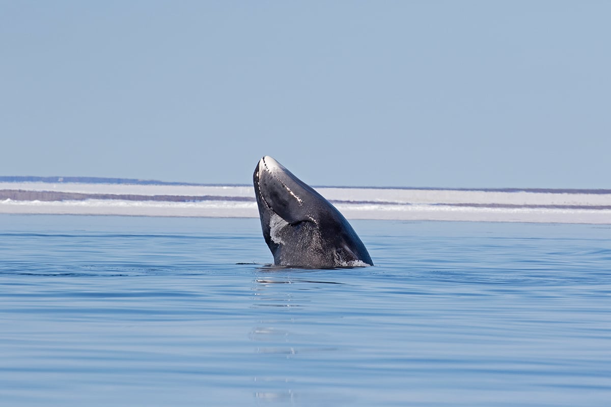 11-Polar-Bears-and-Glaciers-Whale-Observation-Private-Journey-Arctic-Polar-Adventure-Arctic-Kingdom