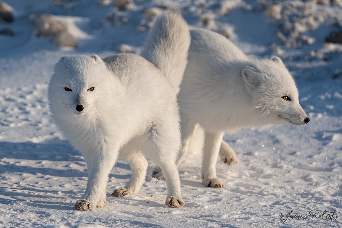 12-Polar-Bear-Fly-In-Migration-Two-Arctic-Foxes-cold-windy-day-Private-Journey-Arctic-Polar-Adventure-Arctic-Kingdom