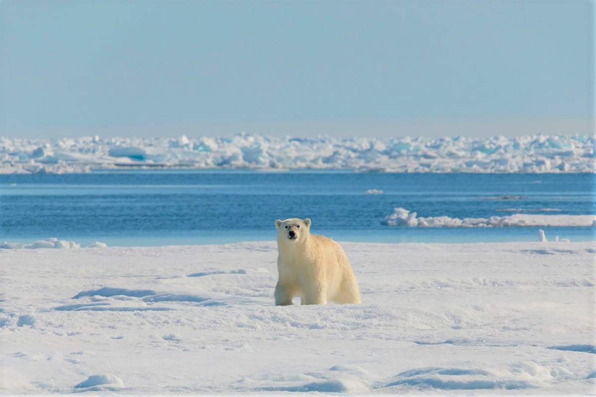 13-Narwhal-and-Polar-Bear-Polar-Bear-Checks-Out-Photographer-Private-Journey-Arctic-Polar-Adventure-Arctic-Kingdom