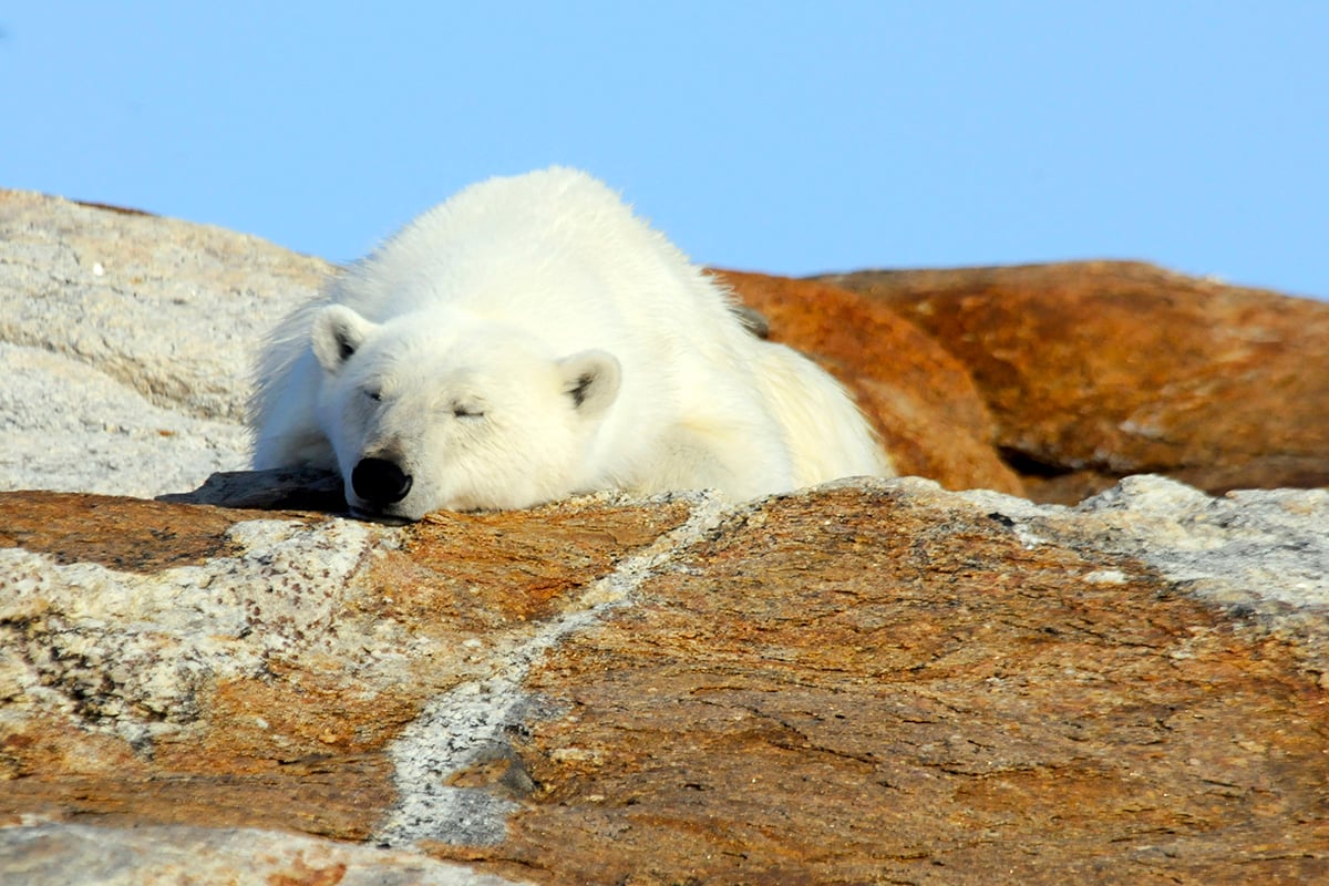 2-Grizzly-and-Polar-Bear-Carousel-1-Qik-Polar-Bear-Private-Journey-Arctic-Polar-Adventure-Arctic-Kingdom