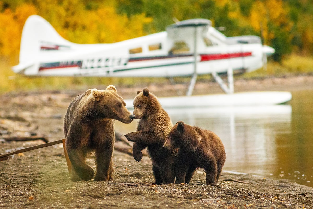 2-Grizzly-and-Polar-Bears-Carousel-2-Bearview-Float-Plane-Private-Journey-Arctic-Polar-Adventure-Arctic-Kingdom