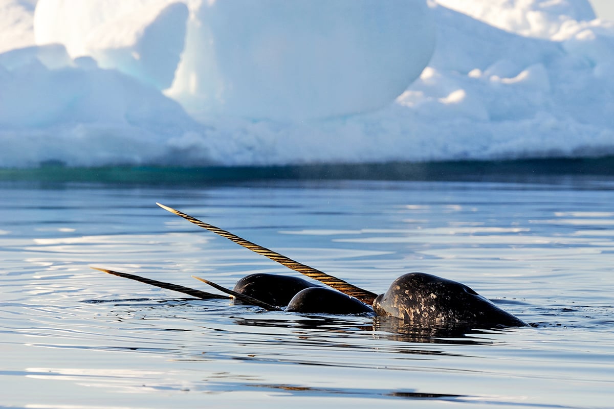 2-Main-Page-Narwhal-Private-Journey-Arctic-Polar-Adventure-Arctic-Kingdom