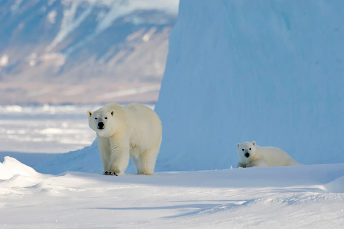 2-Ultimate-Journey-Ultimate-Floe-Edge-Carousel-1-Polar-Bear-and-cub-Private-Journey-Arctic-Polar-Adventure-Arctic-Kingdom
