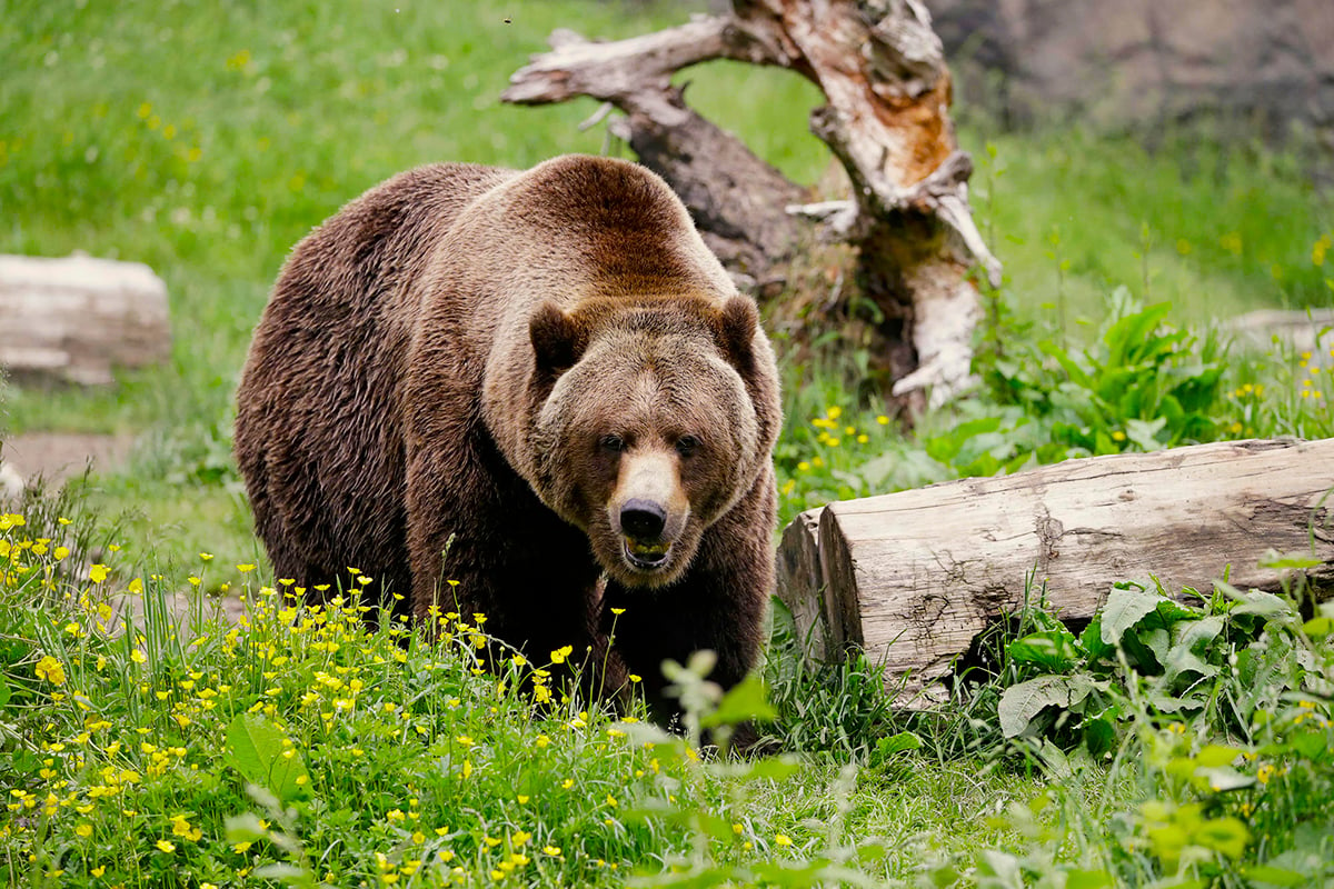 3-Grizzly-and-Polar-Bears-Carousel-2-Grizzlies-Preservastion-Private-Journey-Arctic-Polar-Adventure-Arctic-Kingdom