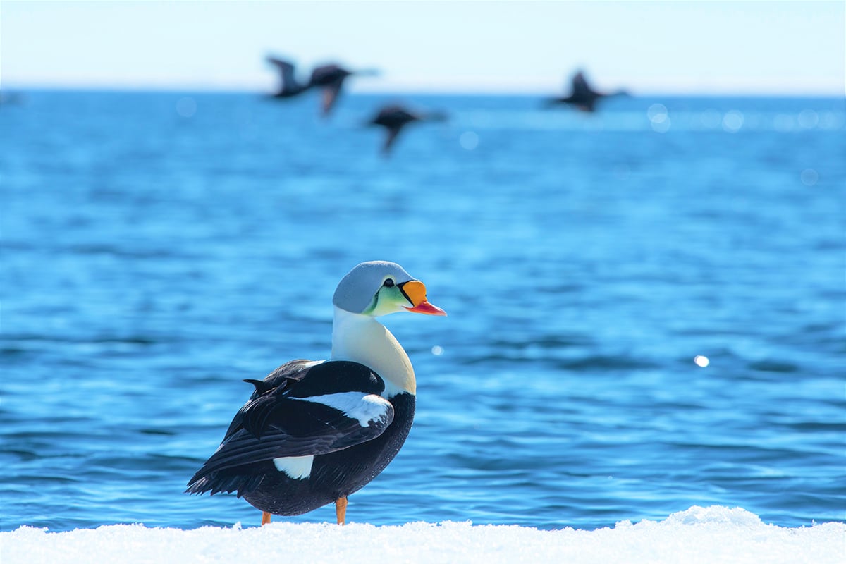 3-Narwhal-and-Polar-Bear-Bird-Birds-Wildlife-Private-Journey-Arctic-Polar-Adventure-Arctic-Kingdom