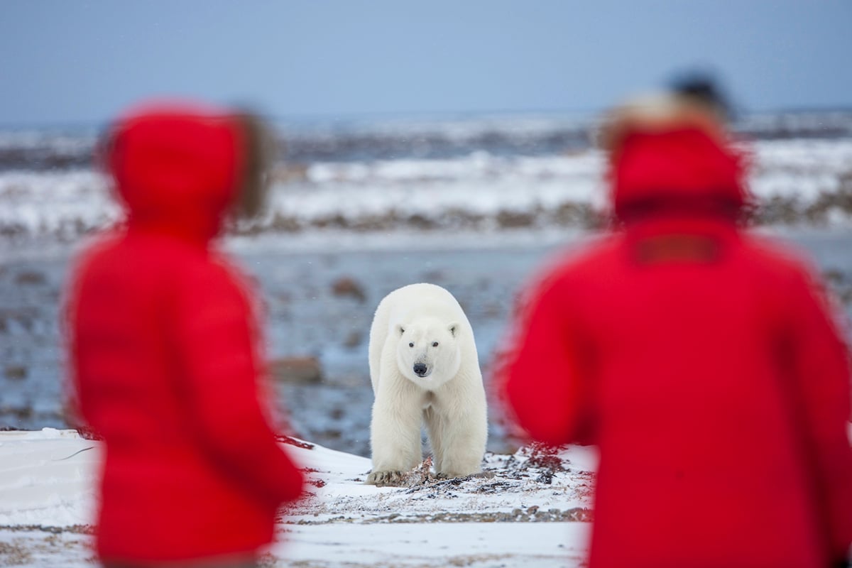 4-Grizzly-and-Polar-Bears-Carousel-1-Polar-Bear-Cabins-OCT-NOV-Private-Journey-Arctic-Polar-Adventure-Arctic-Kingdom