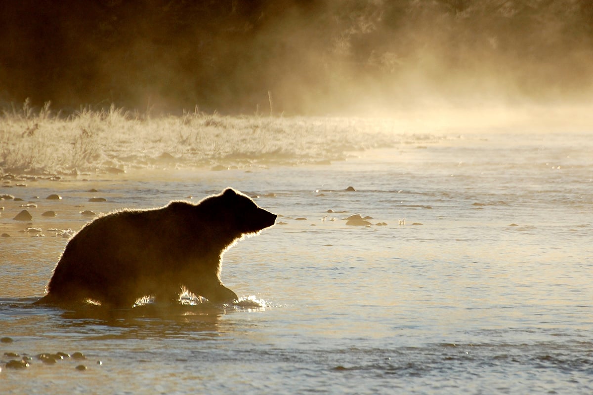 4-Grizzly-and-Polar-Bears-Carousel-2-Grizzly-in-the-Mist-Private-Journey-Arctic-Polar-Adventure-Arctic-Kingdom