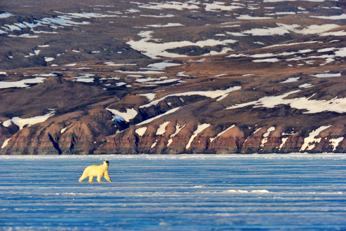 4-Main-Page-Polar-Bear-On-Ice-Private-Journey-Arctic-Polar-Adventure-Arctic-Kingdom