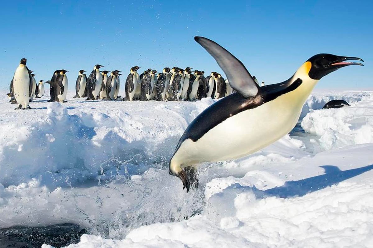 4-Ultimate-Journey-Pole-To-Pole-Emperor-Penguins-of-Gould-Bay-Private-Journey-Arctic-Polar-Adventure-Arctic-Kingdom