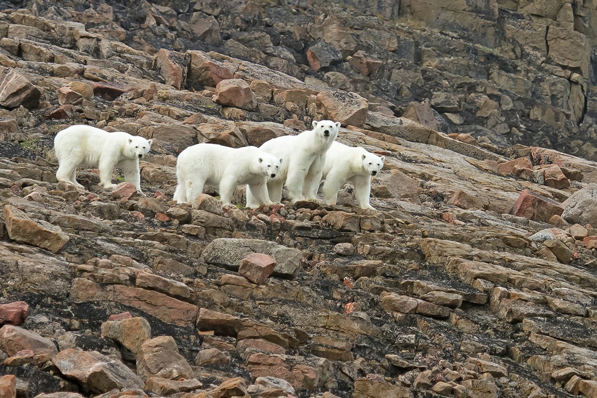 4-Ultimate-Journey-Yacht-Section-PJ-Yacht-1-Page-Carousel-Polar-Bears-Private-Journey-Arctic-Polar-Adventure-Arctic-Kingdom