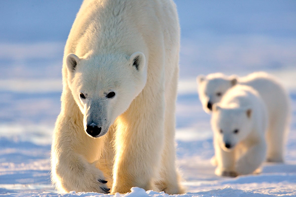 5-Grizzly-and-Polar-Bears-Carousel-Carousel-1-Polar-Bear-Lodge-Private-Journey-Arctic-Polar-Adventure-Arctic-Kingdom