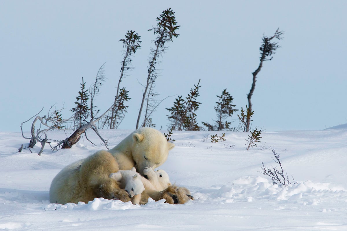 5-Polar-Bear-Mother-and-Cubs-Lodge-Mother-Polar-Bear-and-young-cubs-Private-Journey-Arctic-Polar-Adventure-Arctic-Kingdom.jpg