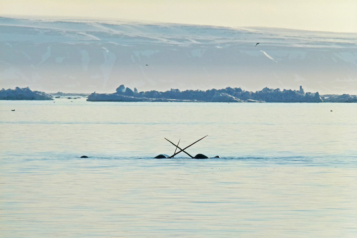 5-Private-Expedition-Home-Narwhal-cross-tusk-tusks-water-Private-Journey-Arctic-Polar-Adventure-Arctic-Kingdom