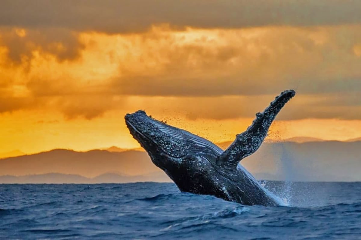 5-Ultimate-Journey-Pole-To-Pole-Humpback-Whale-Watchinf-Hawaii-Private-Journey-Arctic-Polar-Adventure-Arctic-Kingdom