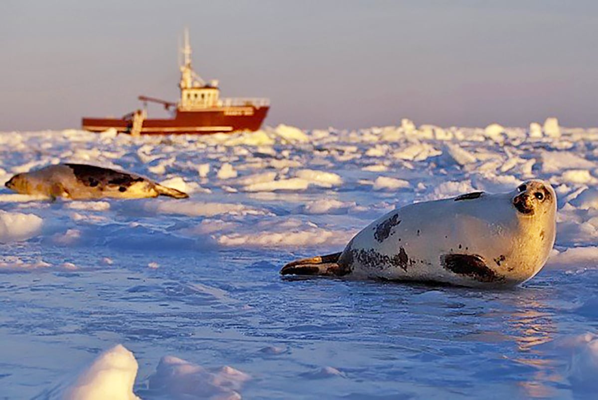 5-Ultimate-Journey-Yacht-Section-PJ-Yacht-6-Carousel-Wildlife-Seals-on-Ice-Boat-Private-Journey-Arctic-Polar-Adventure-Arctic-Kingdom