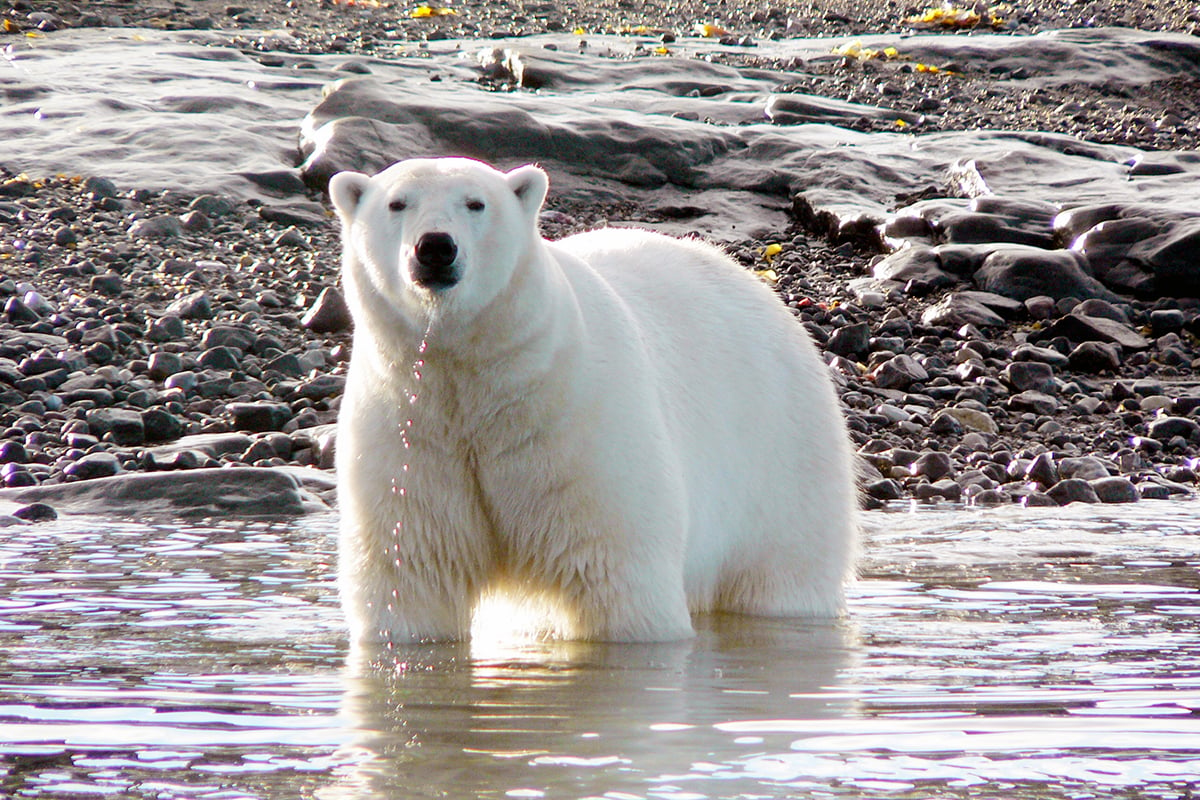 6-Grizzly-and-Polar-Bears-Carousel-1-Summer-Pola-Bear-Water-Drip-Private-Journey-Arctic-Polar-Adventure-Arctic-Kingdom