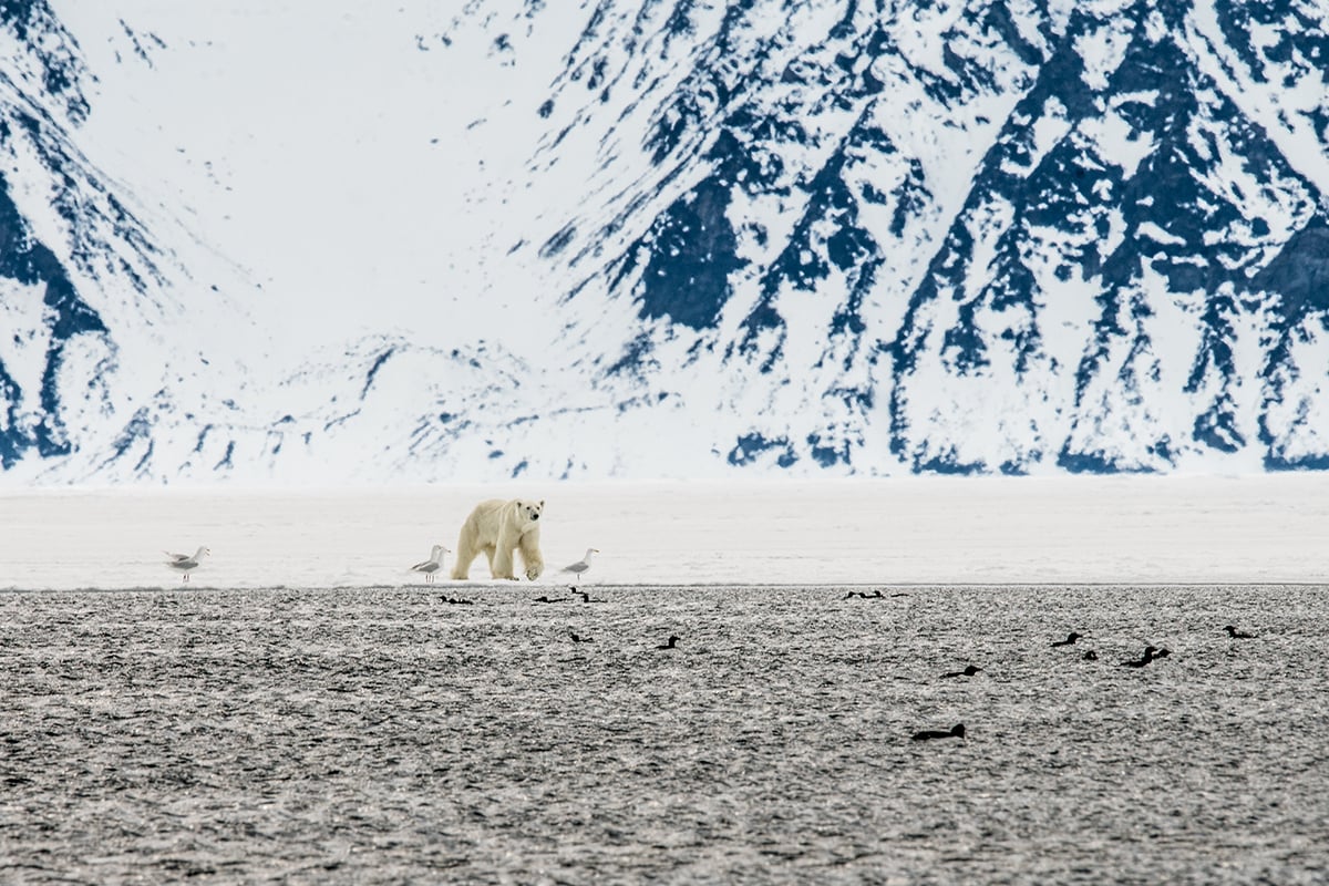 6-Narwhal-and-Polar-Bear-Hunting-Polar-Bear-at-waters-edge-Private-Journey-Arctic-Polar-Adventure-Arctic-Kingdom