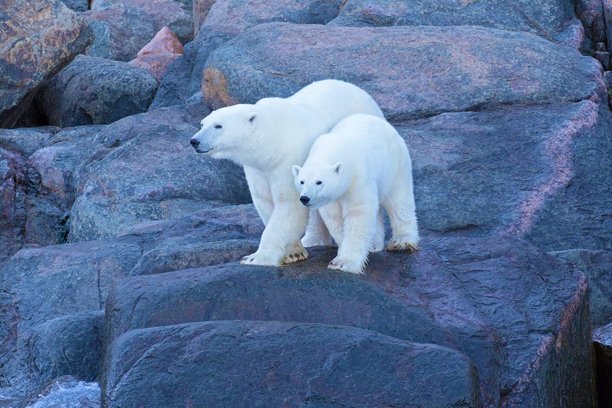 6-Polar-Bears-and-Glaciers-Mother-and-adolescent-bears-on-rocks-Private-Journey-Arctic-Polar-Adventure-Arctic-Kingdom