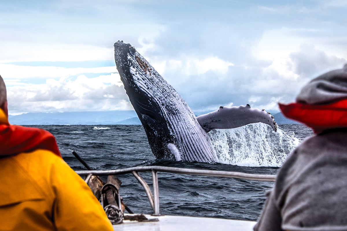 6-Ultimate-Journey-Pole-To-Pole-Whale-Watching-from-boat-Private-Journey-Arctic-Polar-Adventure-Arctic-Kingdom