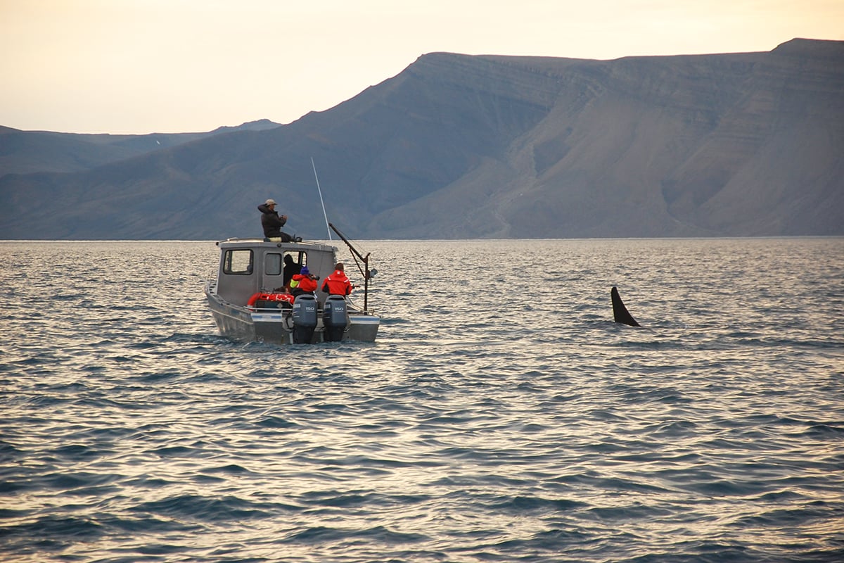 6-Ultimate-Journey-Yacht-Section-PJ-Yacht-1-Page-Orca-Milne-inlet-Baffin-Island-Boat-Tagging-Private-Journey-Arctic-Polar-Adventure-Arctic-Kingdom