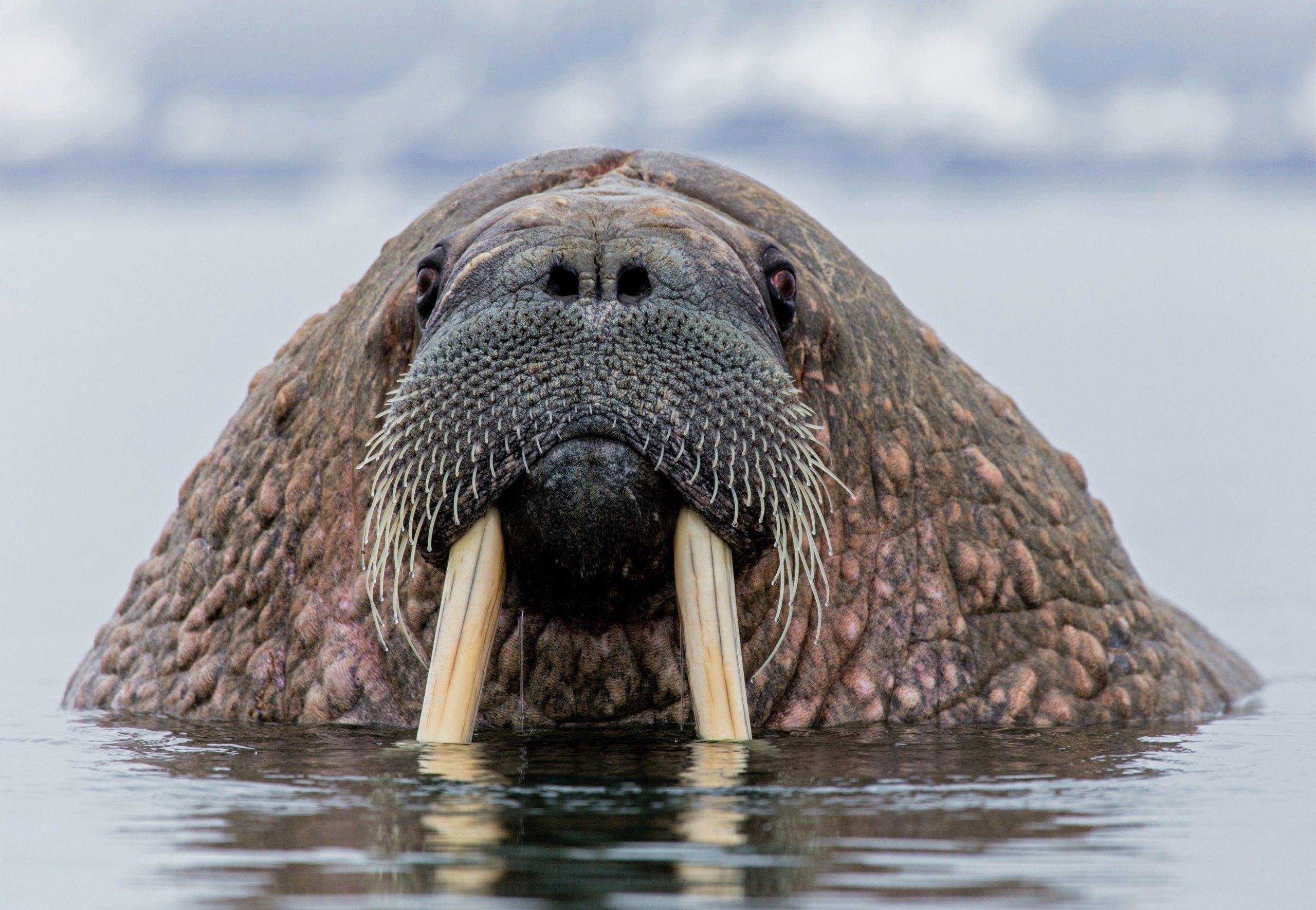 6-Ultimate-Journey-Yacht-Section-PJ-Yacht-3-Page-Carousel-Walrus-Tusks-Water-Private-Journey-Arctic-Polar-Adventure-Arctic-Kingdom-scaled