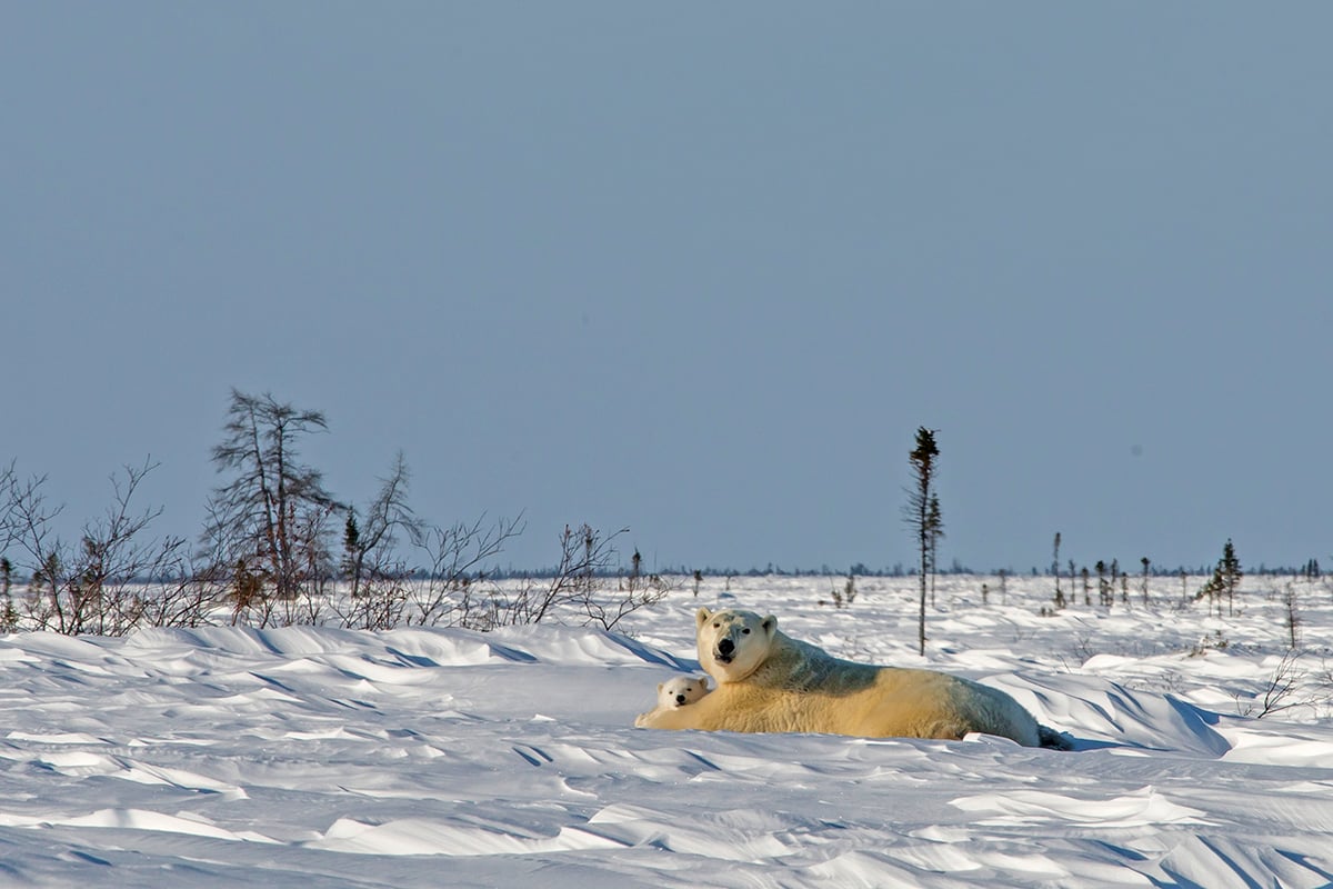 7-Polar-Bear-Mother-and-Cubs-Lodge-Mother-Polar-Bear-Basking-In-the-Sun-Private-Journey-Arctic-Polar-Adventure-Arctic-Kingdom.jpg