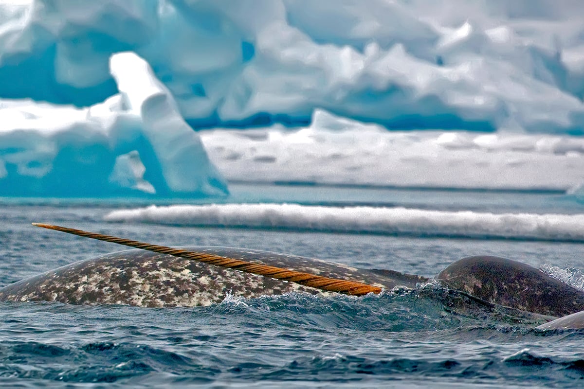 7-Private-Expedition-Home-Narwhal-swim-tusk-break-water-Private-Journey-Arctic-Polar-Adventure-Arctic-Kingdom