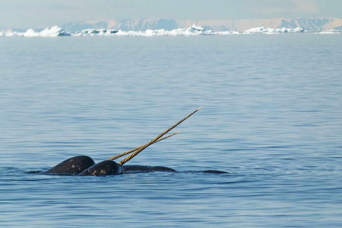 7-Ultimate-Journey-Pole-To-Pole-Narwhal-Tusks-Break-Water-Private-Journey-Arctic-Polar-Adventure-Arctic-Kingdom