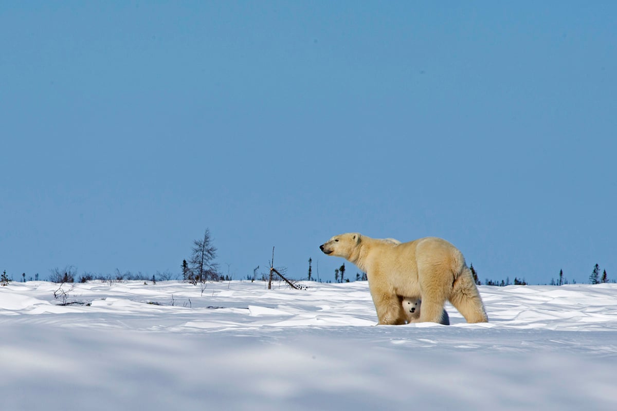 8-Polar-Bear-Mother-and-Cubs-Lodge-Mother-Polar-Bear-Protecting-Young-Cubs-Private-Journey-Arctic-Polar-Adventure-Arctic-Kingdom.jpg