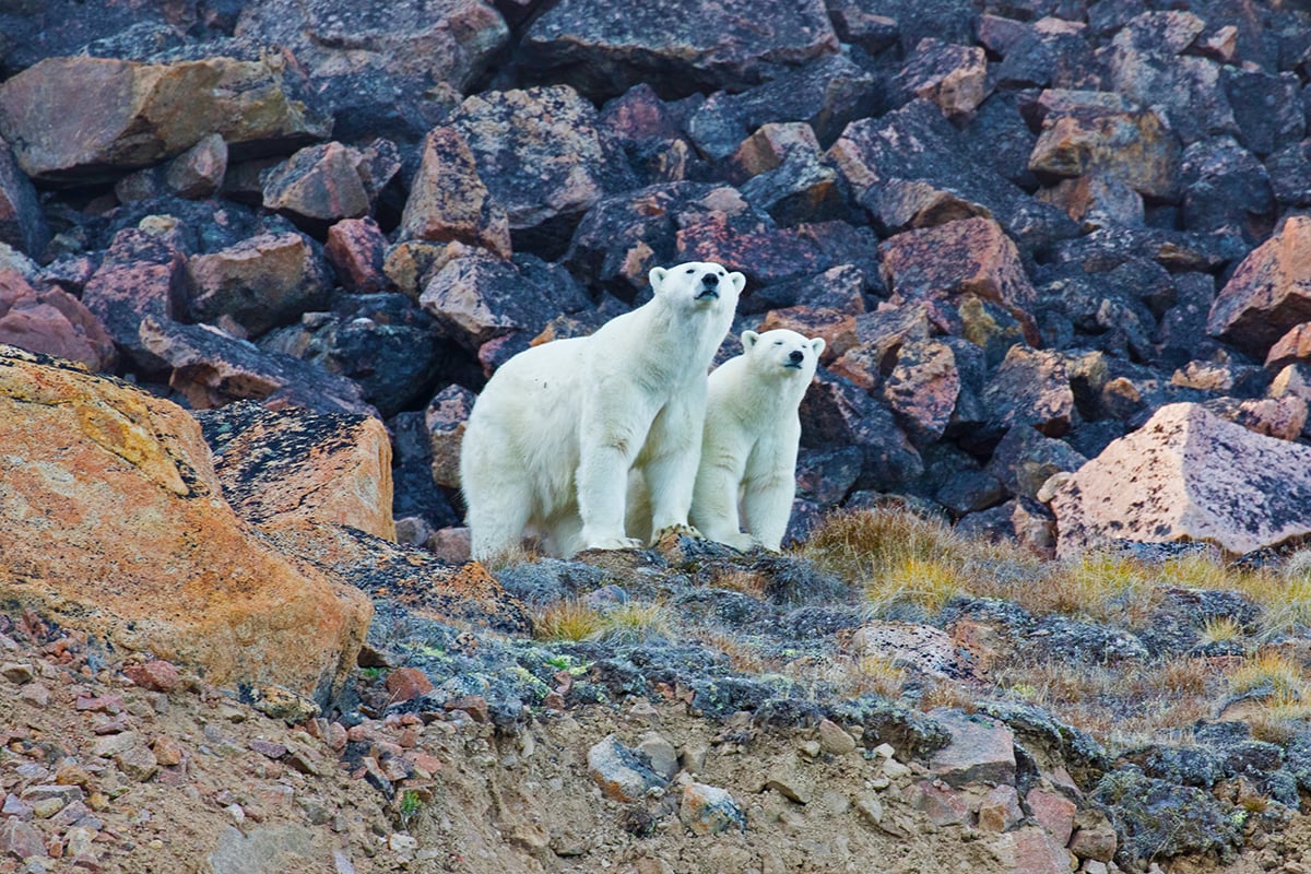 8-Polar-Bears-and-Glaciers-Pair-of-Bears-stand-cliff-side-Private-Journey-Arctic-Polar-Adventure-Arctic-Kingdom