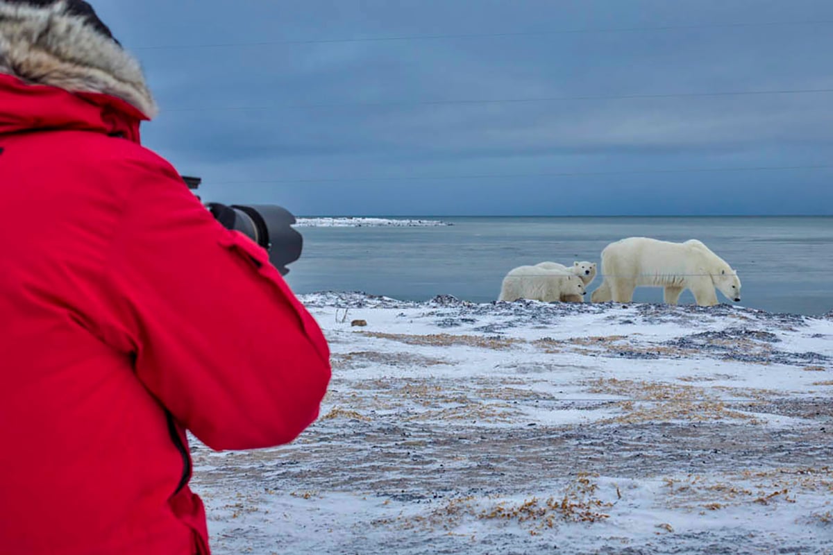 8-Private-Expedition-Home-Photographer-Captures-Mother-Polar-Bear-And-Cubs-Private-Journey-Arctic-Polar-Adventure-Arctic-Kingdom
