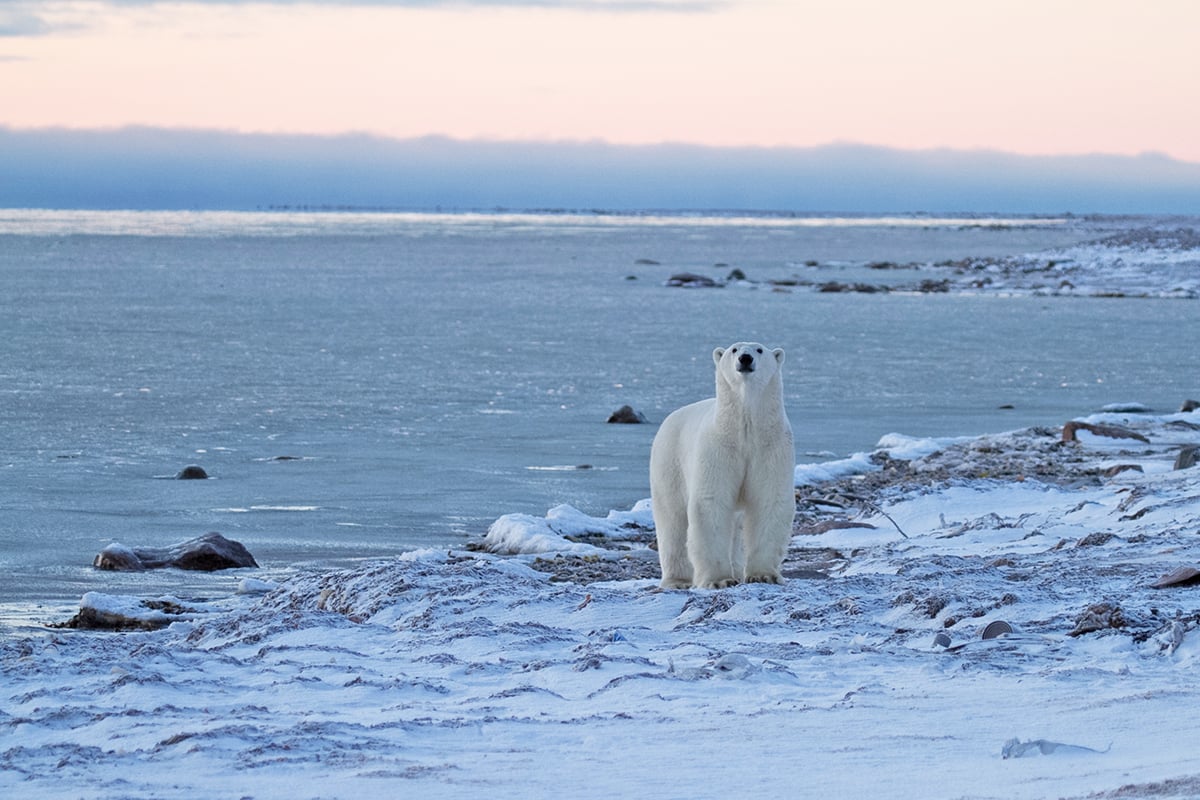 8-Ultimate-Journey-Pole-To-Pole-Polar-Bear-and-cub-Private-Journey-Arctic-Polar-Adventure-Arctic-Kingdom