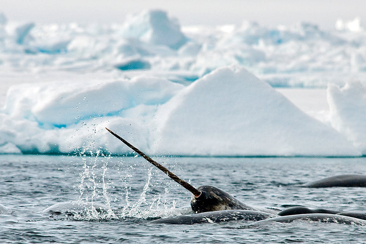 9-Narwhal-and-Polar-Bear-Narwhal-splash-tusk-Private-Journey-Arctic-Polar-Adventure-Arctic-Kingdom