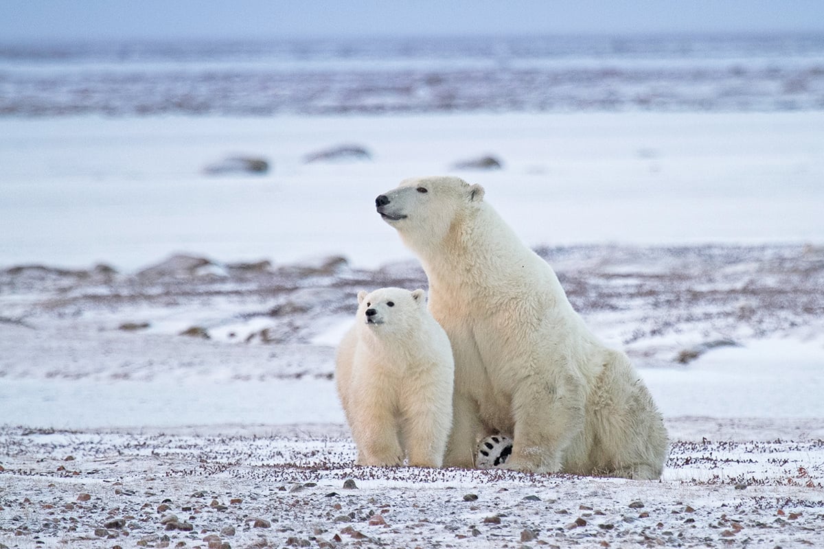 9-Polar-Bear-Fly-In-Migration-Mother-Polar-Bear-And-Cub-Private-Journey-Arctic-Polar-Adventure-Arctic-Kingdom