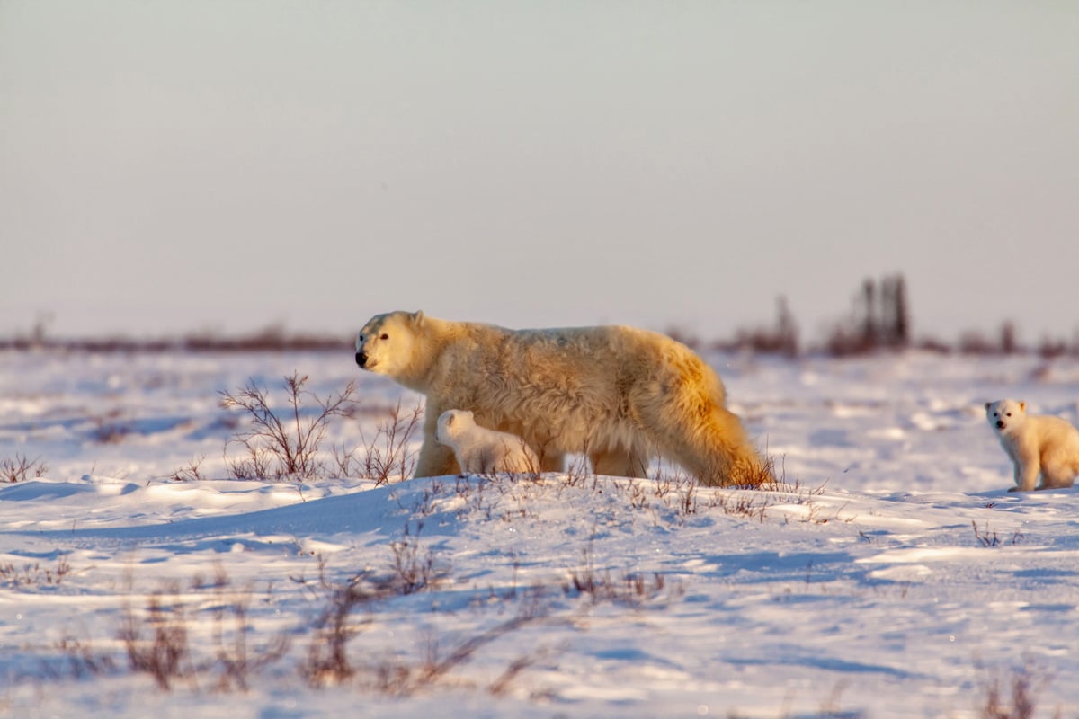 9-Polar-Bear-Mother-and-Cubs-Lodge-Mother-Polar-Bear-Walks-With-Cubs-Wildlife-Private-Journey-Arctic-Polar-Adventure-Arctic-Kingdom