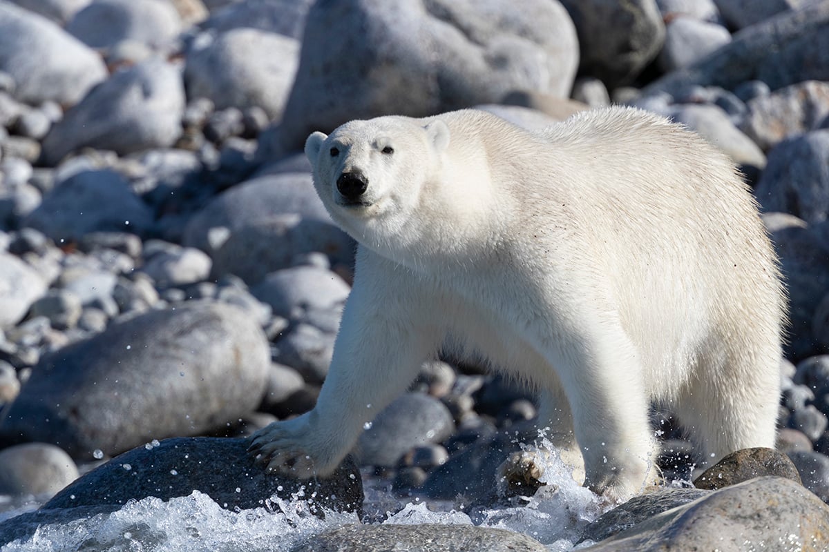 9-Polar-Bears-and-Glaciers-Polar-Bear-Close-Up-Stream-Private-Journey-Arctic-Polar-Adventure-Arctic-Kingdom