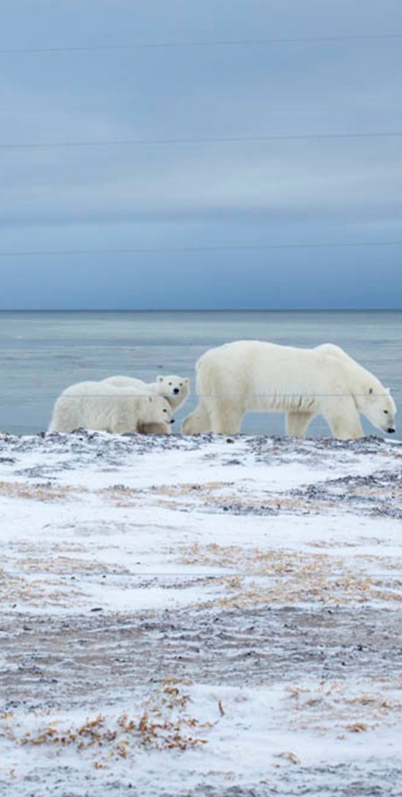 9-Private-Expedition-Home-Polar-Bear-In-Light-Private-Journey-Arctic-Polar-Adventure-Arctic-Kingdom-1-scaled