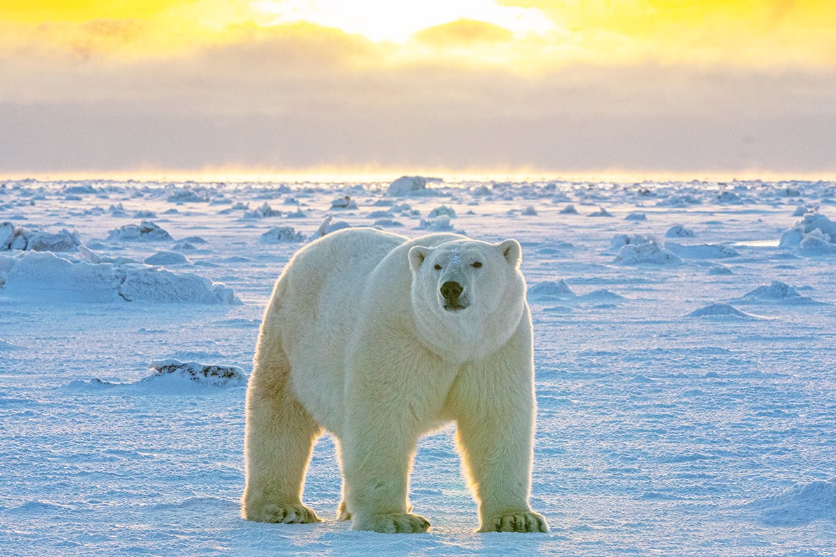 9-Private-Expedition-Home-Polar-Bear-In-Light-Private-Journey-Arctic-Polar-Adventure-Arctic-Kingdom